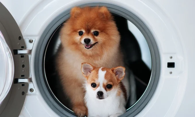 Machine à laver obstruée par des poils de chien? Service Servotech Montréal peut vous aider